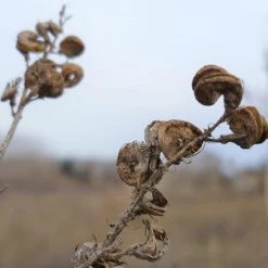 FuturePlanter Alle Pflanzen Im Shop Saat-Luzerne (Medicago Sativa)