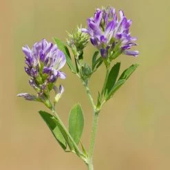 FuturePlanter Alle Pflanzen Im Shop Saat-Luzerne (Medicago Sativa)