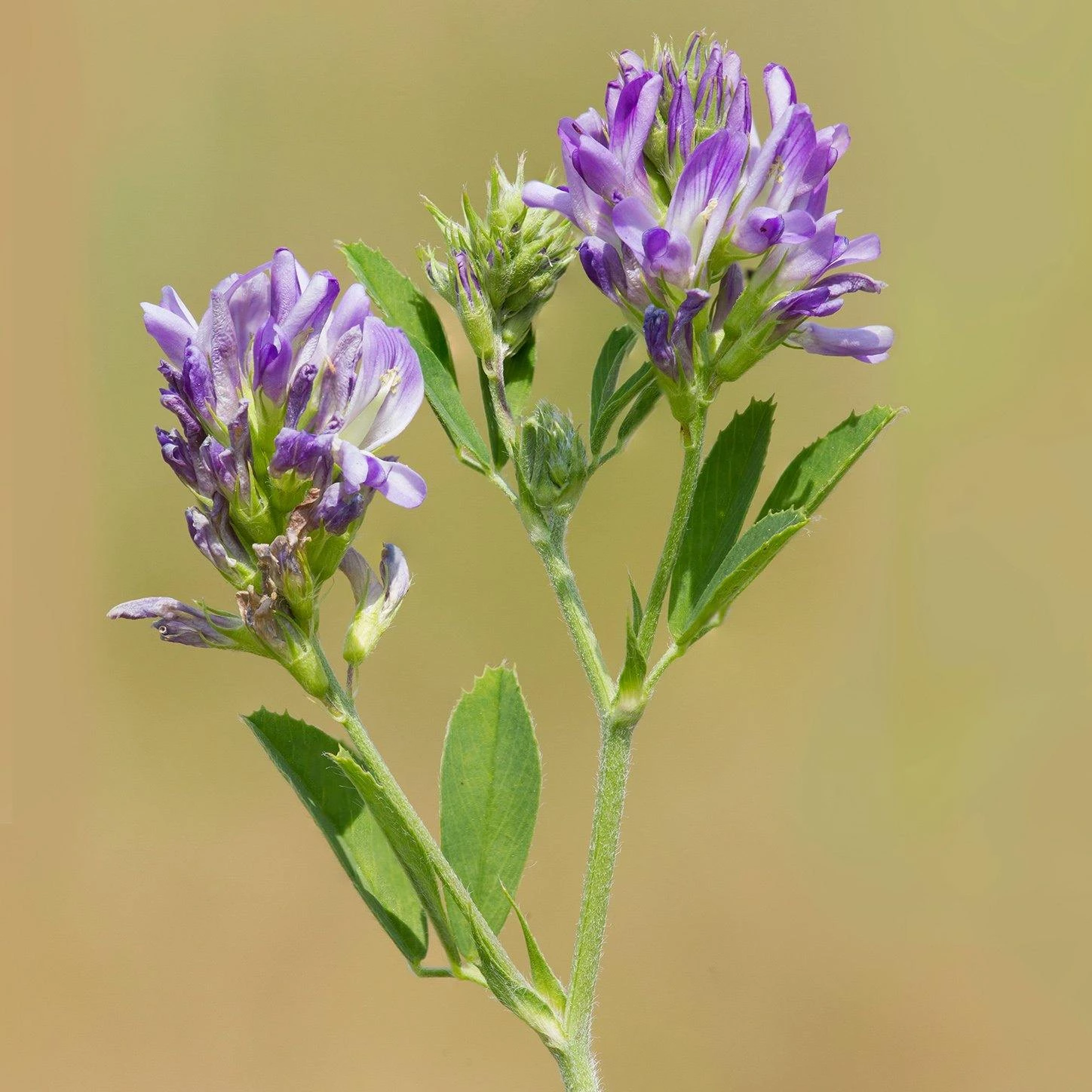 FuturePlanter "Winterthur" Wildstauden-Set 5 FuturePlanter "Winterthur" Wildstauden-Set