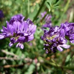 FuturePlanter Alle Pflanzen Im Shop Saat-Luzerne (Medicago Sativa)