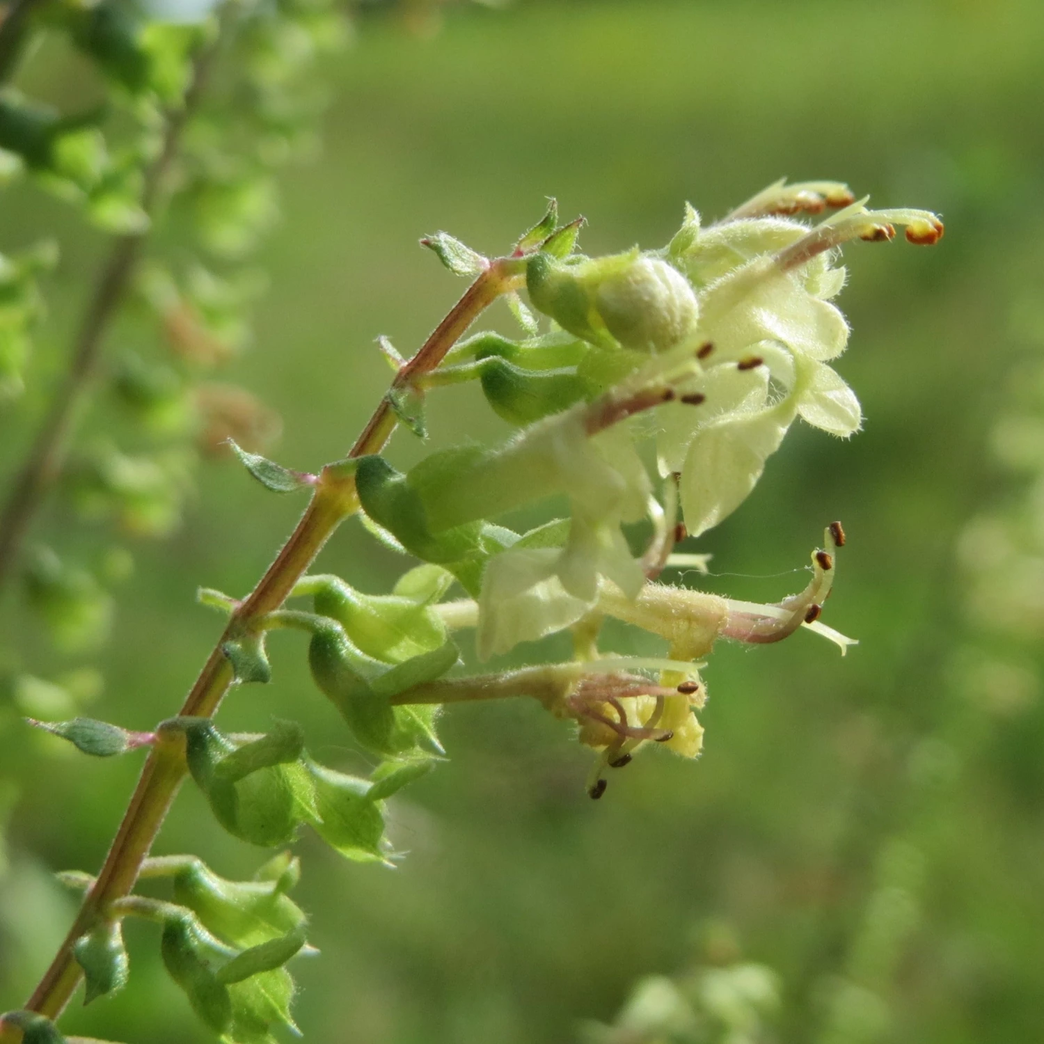 FuturePlanter Alle Pflanzen Im Shop Salbei-Gamander (Teucrium Scorodonia) 1 FuturePlanter Alle Pflanzen Im Shop Salbei-Gamander (Teucrium Scorodonia)