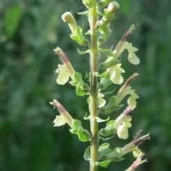 FuturePlanter Alle Pflanzen Im Shop Salbei-Gamander (Teucrium Scorodonia)