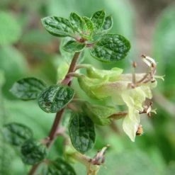 FuturePlanter Alle Pflanzen Im Shop Salbei-Gamander (Teucrium Scorodonia) 10 FuturePlanter Alle Pflanzen Im Shop Salbei-Gamander (Teucrium Scorodonia)