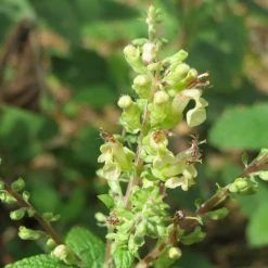 FuturePlanter Alle Pflanzen Im Shop Salbei-Gamander (Teucrium Scorodonia) 11 FuturePlanter Alle Pflanzen Im Shop Salbei-Gamander (Teucrium Scorodonia)