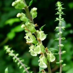 FuturePlanter Alle Pflanzen Im Shop Salbei-Gamander (Teucrium Scorodonia) 12 FuturePlanter Alle Pflanzen Im Shop Salbei-Gamander (Teucrium Scorodonia)