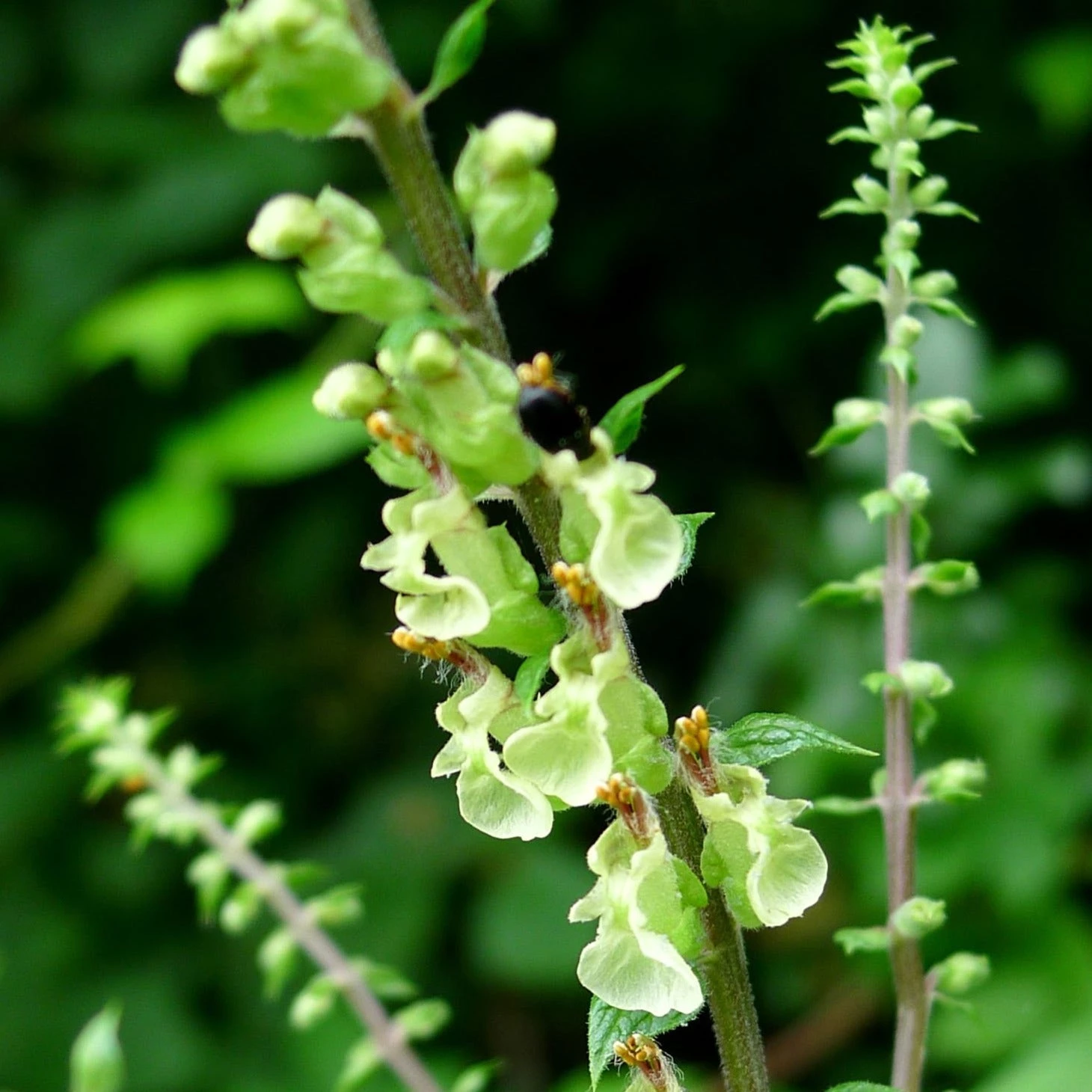 FuturePlanter Alle Pflanzen Im Shop Salbei-Gamander (Teucrium Scorodonia) 5 FuturePlanter Alle Pflanzen Im Shop Salbei-Gamander (Teucrium Scorodonia)