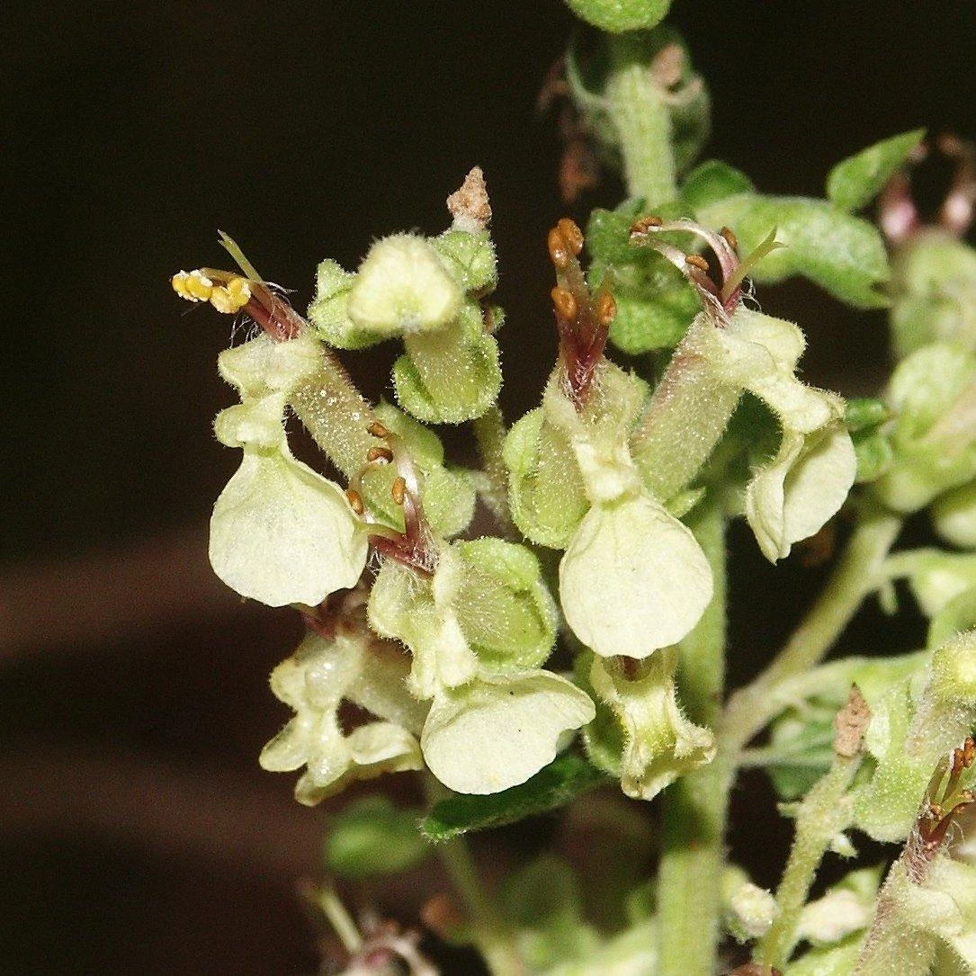 FuturePlanter Alle Pflanzen Im Shop Salbei-Gamander (Teucrium Scorodonia) 8 FuturePlanter Alle Pflanzen Im Shop Salbei-Gamander (Teucrium Scorodonia)
