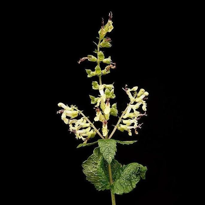 FuturePlanter Alle Pflanzen Im Shop Salbei-Gamander (Teucrium Scorodonia) 7 FuturePlanter Alle Pflanzen Im Shop Salbei-Gamander (Teucrium Scorodonia)