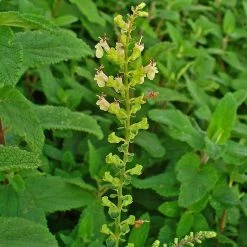 FuturePlanter Alle Pflanzen Im Shop Salbei-Gamander (Teucrium Scorodonia) 13 FuturePlanter Alle Pflanzen Im Shop Salbei-Gamander (Teucrium Scorodonia)
