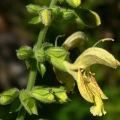 FuturePlanter Klebrige Salbei (Salvia Glutinosa)