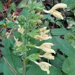 FuturePlanter Klebrige Salbei (Salvia Glutinosa)