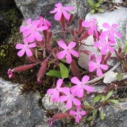 FuturePlanter Rotes Seifenkraut (Saponaria Ocymoides) Alle Pflanzen Im Shop