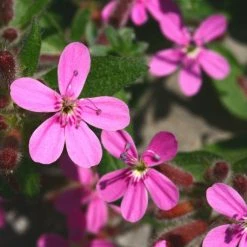 FuturePlanter Rotes Seifenkraut (Saponaria Ocymoides) Alle Pflanzen Im Shop