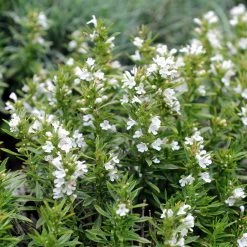 FuturePlanter Winter-Bohnenkraut (Satureja Montana)