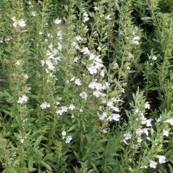 FuturePlanter Winter-Bohnenkraut (Satureja Montana) 6 FuturePlanter Winter-Bohnenkraut (Satureja Montana)