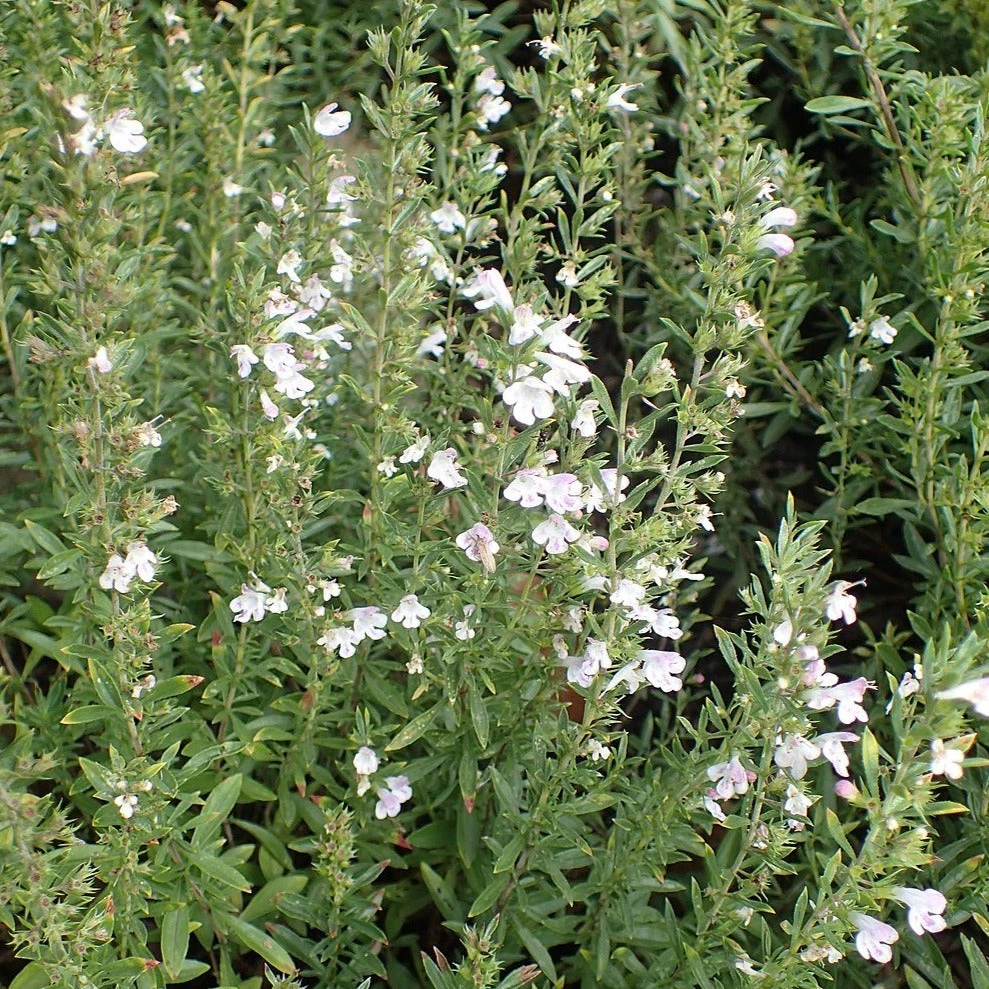 FuturePlanter Winter-Bohnenkraut (Satureja Montana) 3 FuturePlanter Winter-Bohnenkraut (Satureja Montana)