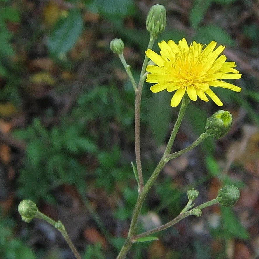 FuturePlanter Savoyer Habichtskraut (Hieracium Sabaudum) 6 FuturePlanter Savoyer Habichtskraut (Hieracium Sabaudum)