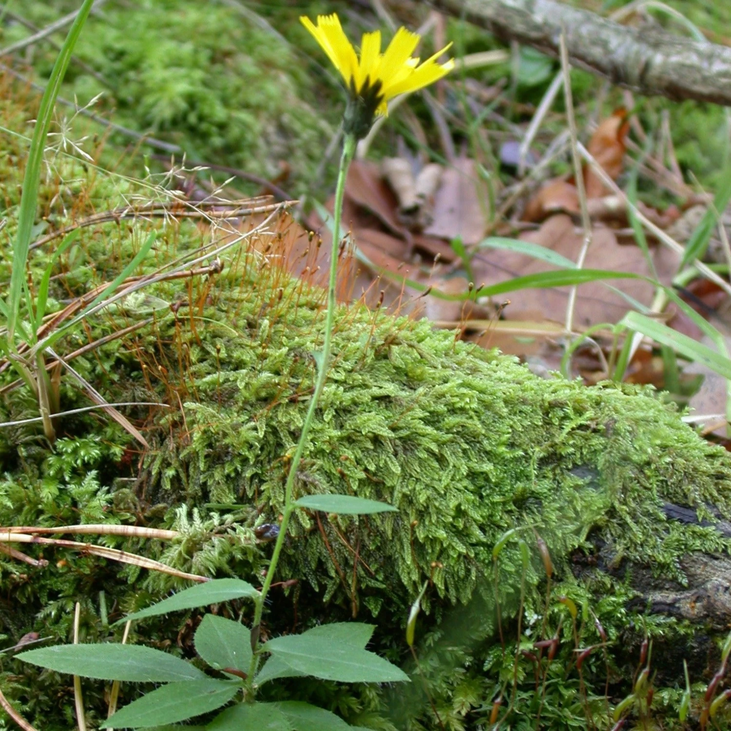 FuturePlanter Savoyer Habichtskraut (Hieracium Sabaudum) 4 FuturePlanter Savoyer Habichtskraut (Hieracium Sabaudum)