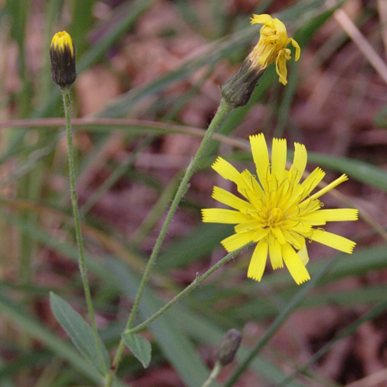 FuturePlanter Savoyer Habichtskraut (Hieracium Sabaudum) 5 FuturePlanter Savoyer Habichtskraut (Hieracium Sabaudum)