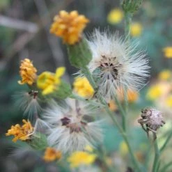 FuturePlanter Savoyer Habichtskraut (Hieracium Sabaudum) 15 FuturePlanter Savoyer Habichtskraut (Hieracium Sabaudum)