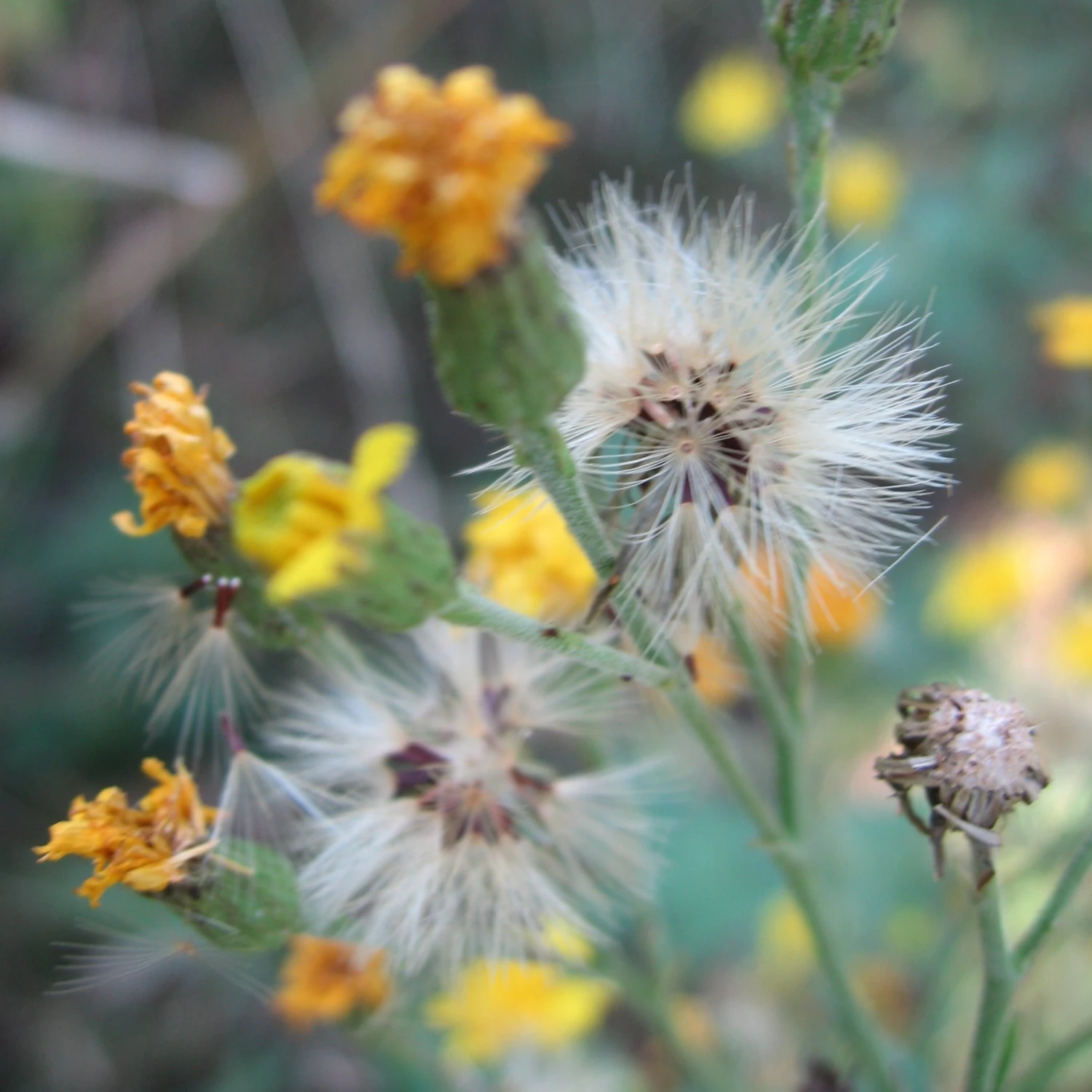 FuturePlanter Savoyer Habichtskraut (Hieracium Sabaudum) 8 FuturePlanter Savoyer Habichtskraut (Hieracium Sabaudum)