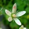 FuturePlanter Rundblättriger Steinbrech (Saxifraga Rotundifolia) Alle Pflanzen Im Shop