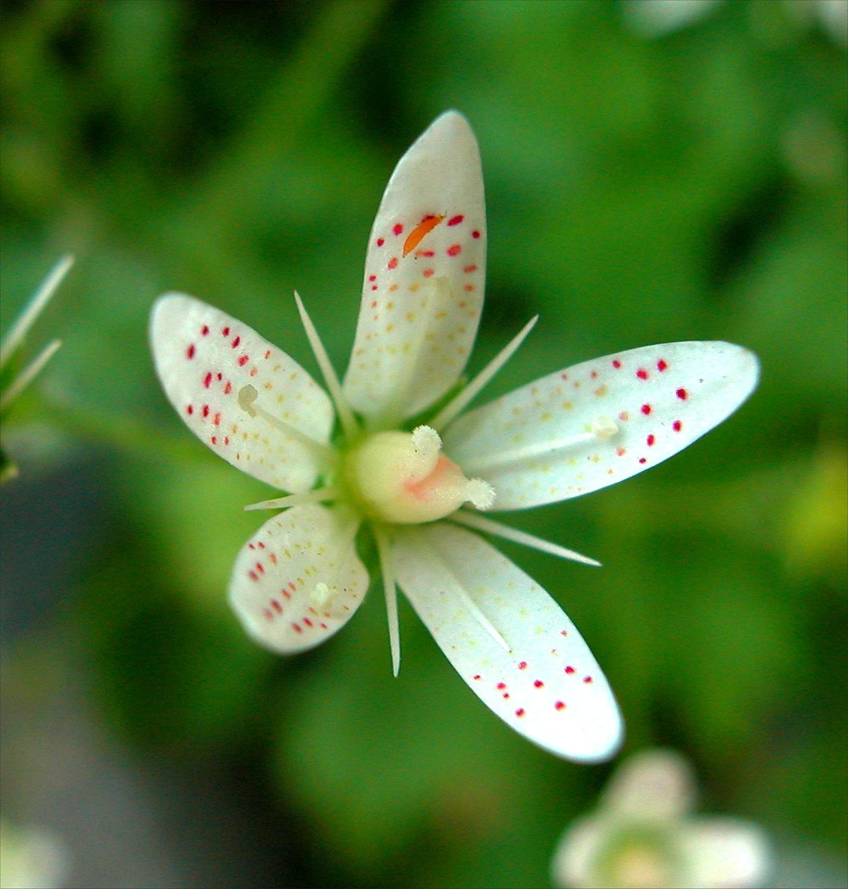 FuturePlanter Rundblättriger Steinbrech (Saxifraga Rotundifolia) Alle Pflanzen Im Shop 1 FuturePlanter Rundblättriger Steinbrech (Saxifraga Rotundifolia) Alle Pflanzen Im Shop