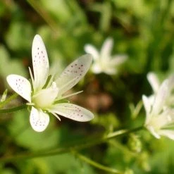 FuturePlanter Rundblättriger Steinbrech (Saxifraga Rotundifolia) Alle Pflanzen Im Shop