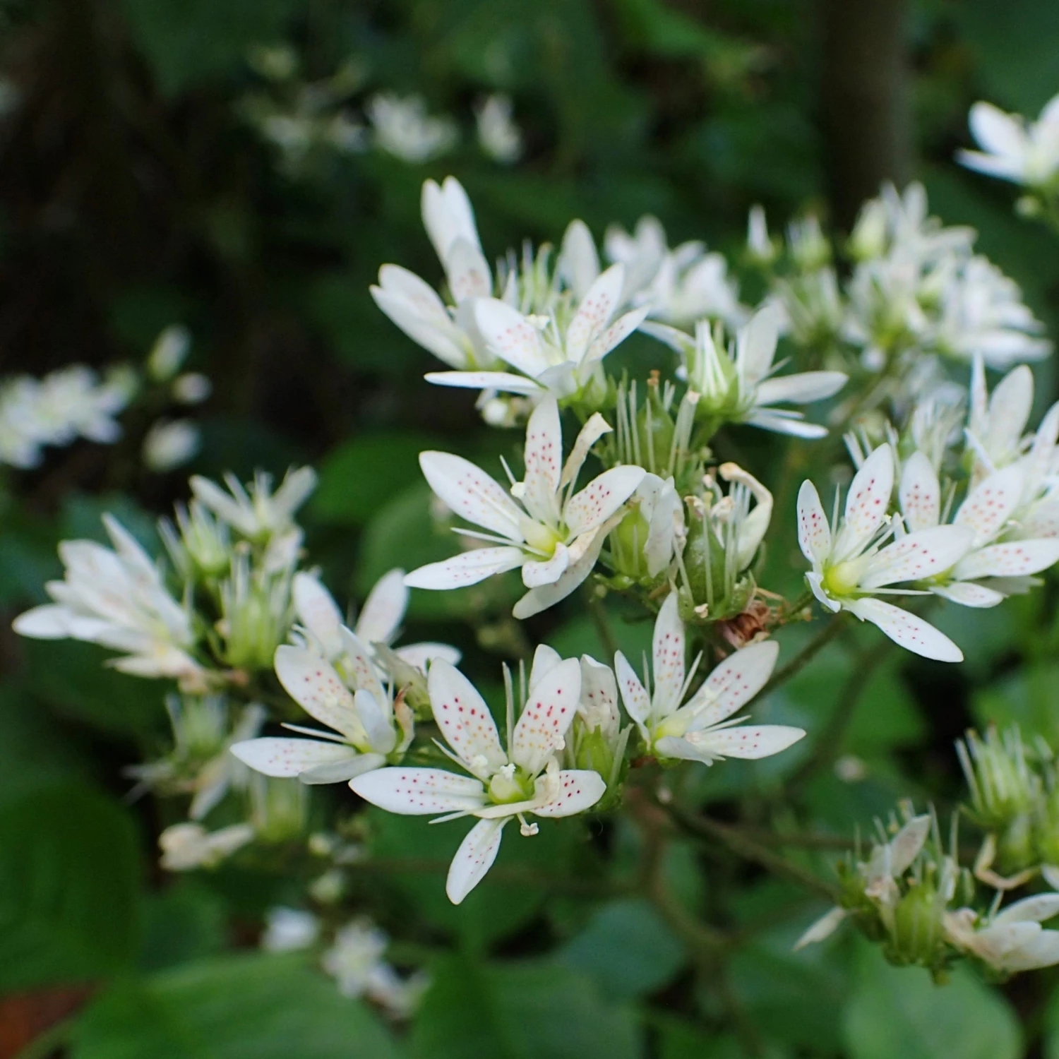 FuturePlanter Rundblättriger Steinbrech (Saxifraga Rotundifolia) Alle Pflanzen Im Shop 4 FuturePlanter Rundblättriger Steinbrech (Saxifraga Rotundifolia) Alle Pflanzen Im Shop