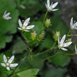 FuturePlanter Rundblättriger Steinbrech (Saxifraga Rotundifolia) Alle Pflanzen Im Shop 13 FuturePlanter Rundblättriger Steinbrech (Saxifraga Rotundifolia) Alle Pflanzen Im Shop
