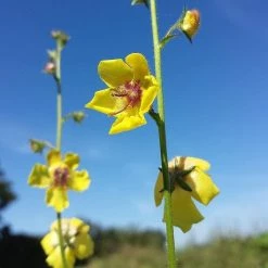 FuturePlanter Schaben-Königskerze (Verbascum Blattaria)