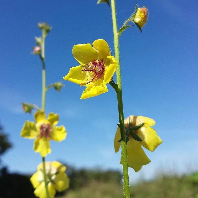 FuturePlanter Schaben-Königskerze (Verbascum Blattaria) 1 FuturePlanter Schaben-Königskerze (Verbascum Blattaria)