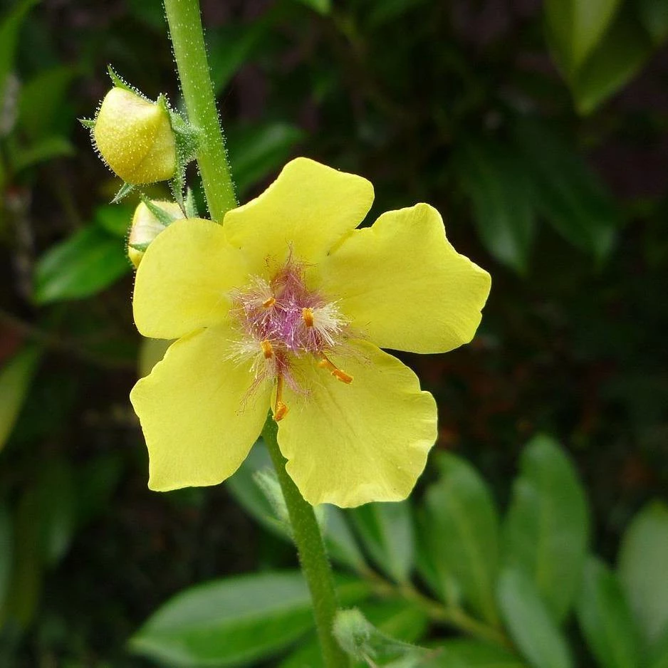 FuturePlanter Schaben-Königskerze (Verbascum Blattaria) 2 FuturePlanter Schaben-Königskerze (Verbascum Blattaria)