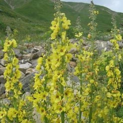 FuturePlanter Schaben-Königskerze (Verbascum Blattaria) 7 FuturePlanter Schaben-Königskerze (Verbascum Blattaria)