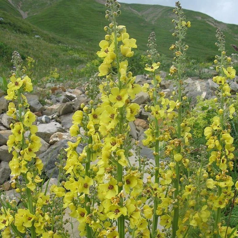 FuturePlanter Schaben-Königskerze (Verbascum Blattaria) 4 FuturePlanter Schaben-Königskerze (Verbascum Blattaria)