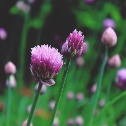 FuturePlanter Schnittlauch (Allium Schoenoprasum)