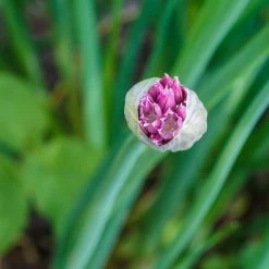 FuturePlanter Schnittlauch (Allium Schoenoprasum)