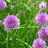 FuturePlanter Schnittlauch (Allium Schoenoprasum)