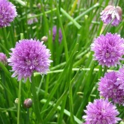 FuturePlanter Schnittlauch (Allium Schoenoprasum)