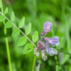 FuturePlanter Alle Pflanzen Im Shop Schwärzende Platterbse (Lathyrus Niger)