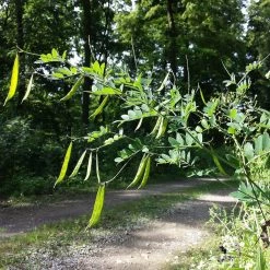 FuturePlanter Alle Pflanzen Im Shop Schwärzende Platterbse (Lathyrus Niger)