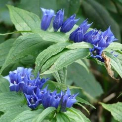 FuturePlanter Alle Pflanzen Im Shop Schwalbenwurz-Enzian (Gentiana Asclepiadea)