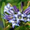 FuturePlanter Alle Pflanzen Im Shop Schwalbenwurz-Enzian (Gentiana Asclepiadea)
