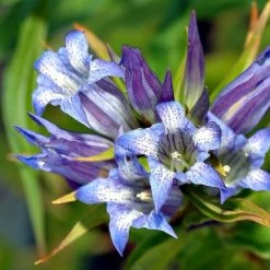FuturePlanter Alle Pflanzen Im Shop Schwalbenwurz-Enzian (Gentiana Asclepiadea)