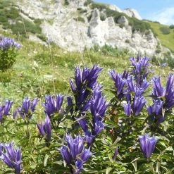 FuturePlanter Alle Pflanzen Im Shop Schwalbenwurz-Enzian (Gentiana Asclepiadea)