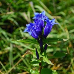 FuturePlanter Alle Pflanzen Im Shop Schwalbenwurz-Enzian (Gentiana Asclepiadea)