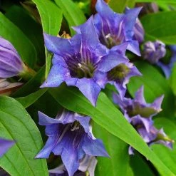 FuturePlanter Alle Pflanzen Im Shop Schwalbenwurz-Enzian (Gentiana Asclepiadea)