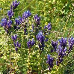 FuturePlanter Alle Pflanzen Im Shop Schwalbenwurz-Enzian (Gentiana Asclepiadea)