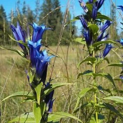 FuturePlanter Alle Pflanzen Im Shop Schwalbenwurz-Enzian (Gentiana Asclepiadea)