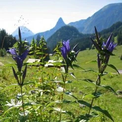 FuturePlanter Alle Pflanzen Im Shop Schwalbenwurz-Enzian (Gentiana Asclepiadea)